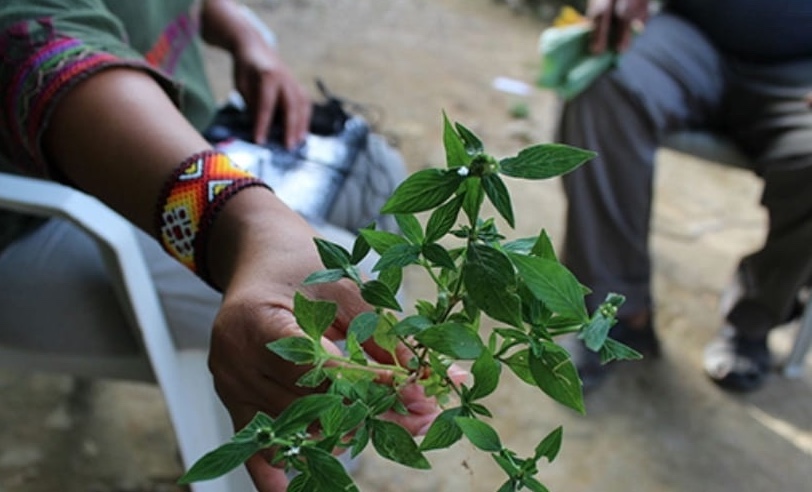 A hand holding herbal plant.